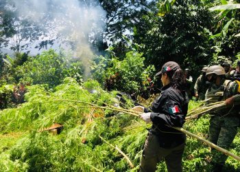 DESTRUYE PFM UN PLANTÍO DE MÁS DE DOS MIL PLANTAS DE MARIHUANA EN CHIAPAS