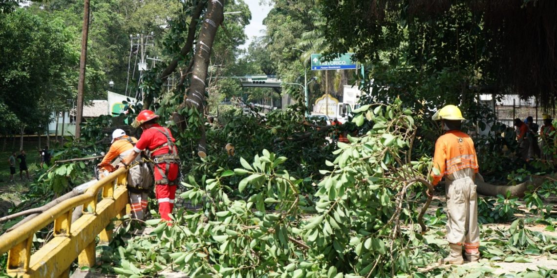 PROTECCIÓN CIVIL TAPACHULA PODA ÁRBOLES SOBRE CENTRAL ORIENTE