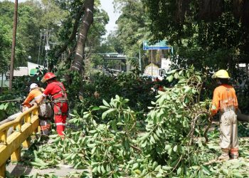 PROTECCIÓN CIVIL TAPACHULA PODA ÁRBOLES SOBRE CENTRAL ORIENTE