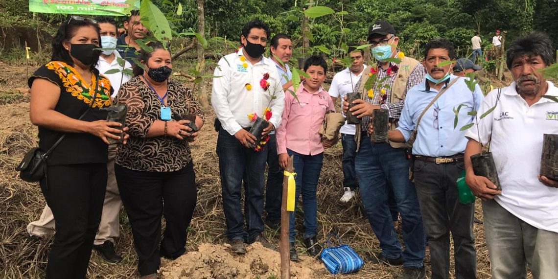 Con Programa Sembrando Vida Se Contribuye A La Soberanía Alimentaria