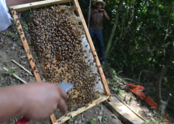 La Apicultura, Buena Alternativa Para Pequeños Productores