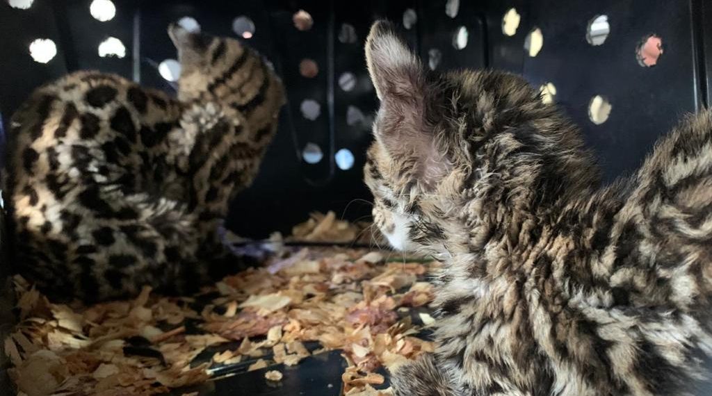 FGR DETIENE A UNA PERSONA EN POSESIÓN DE DOS TIGRILLOS Y 50 COTORROS GUAYABERA