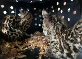 FGR DETIENE A UNA PERSONA EN POSESIÓN DE DOS TIGRILLOS Y 50 COTORROS GUAYABERA