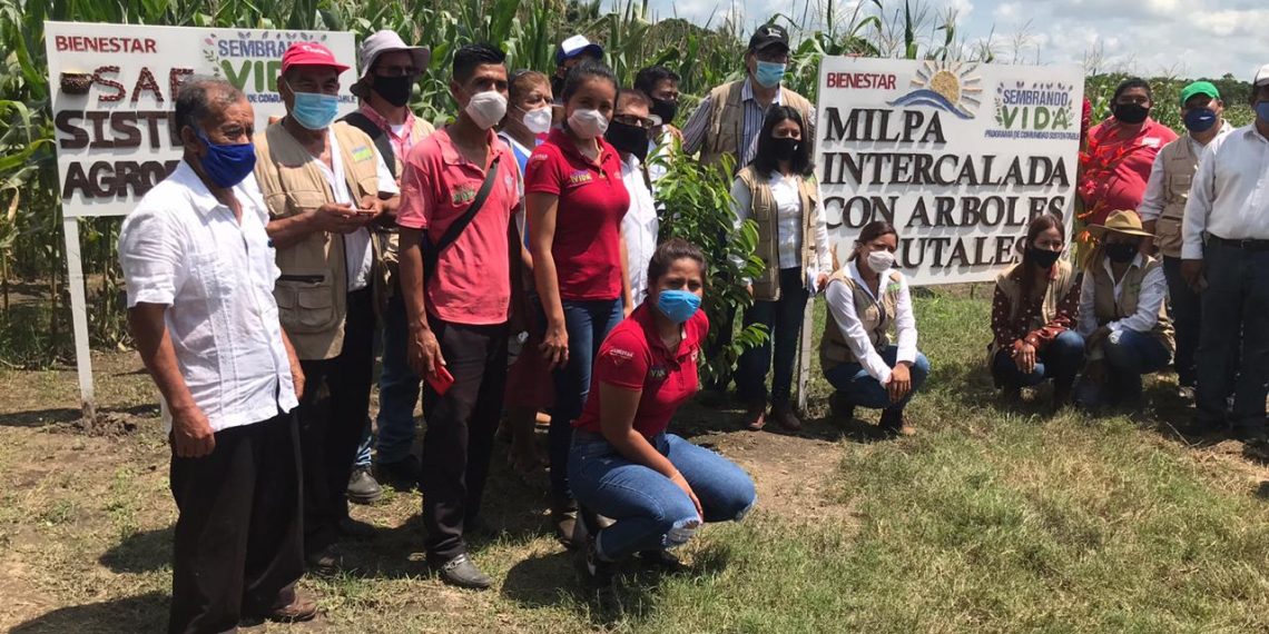 Sembrando Vida Impulsa La Seguridad Alimentaria De La Región