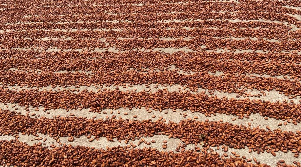 Más De 14 Mil Hectáreas De Cacao Recuperadas En El Soconusco