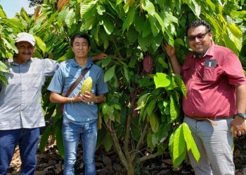 Red Maya De Organizaciones Orgánicas Y Casfa Se Congratulan Por Anuncio De Apoyo A Cacaoteros