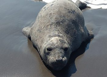 La Secretaría de Marina–Armada de México coadyuva con otras dependencias para la seguridad de un elefante marino