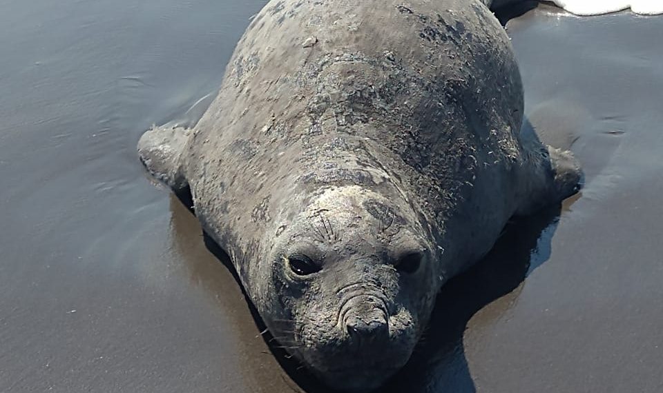 La Secretaría de Marina–Armada de México coadyuva con otras dependencias para la seguridad de un elefante marino