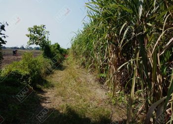 Asesinan a pareja privada de su libertad en Mazatán