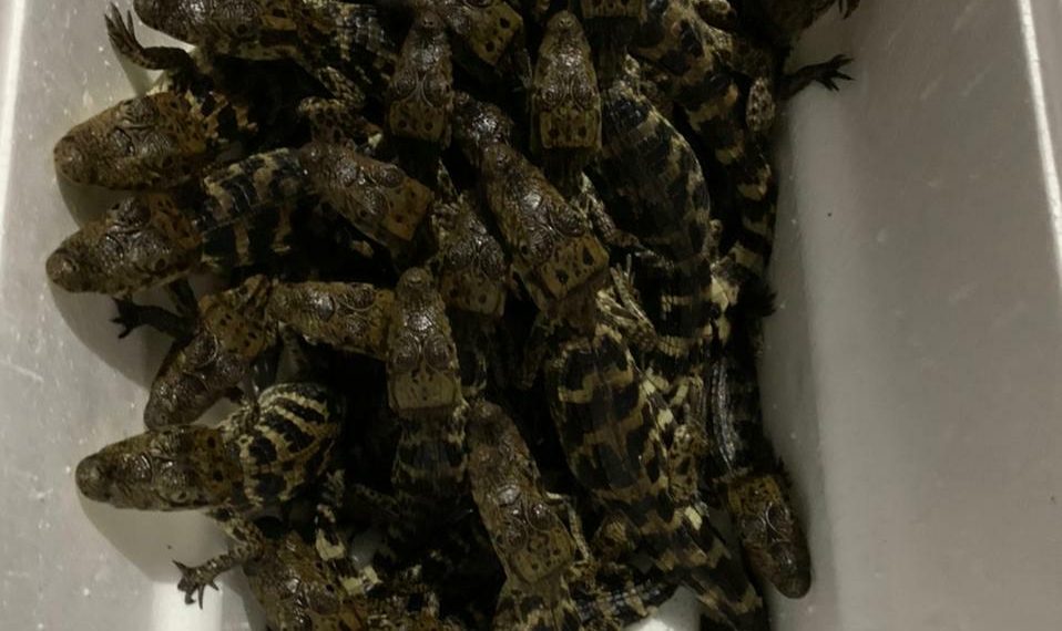FGR ASEGURA 39 COCODRILOS E INICIA INVESTIGACIÓN POR EL DELITO CONTRA LA BIODIVERSIDAD