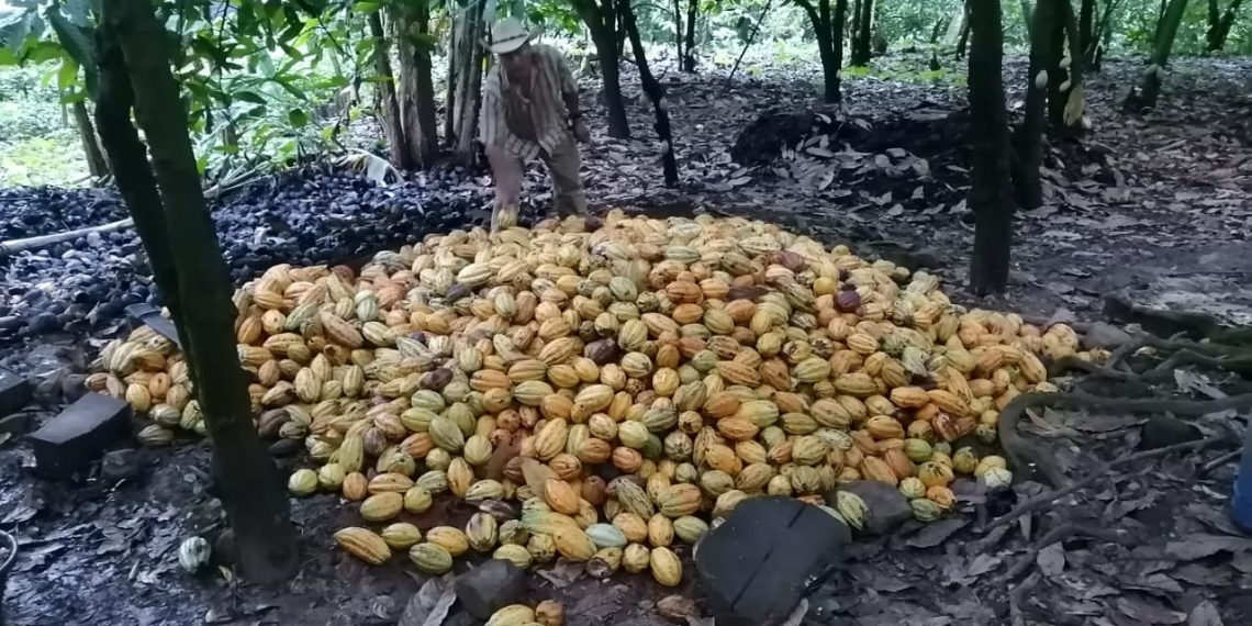 Incrementa El Cacao Su Participación En Los Mercados Internacionales