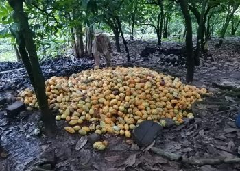 Incrementa El Cacao Su Participación En Los Mercados Internacionales