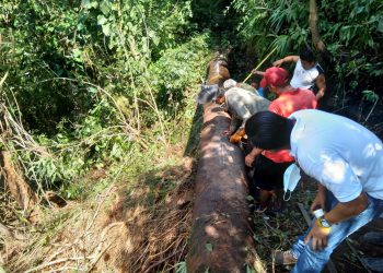 SE RESTABLECE EL SUMINISTRO DE AGUA ESTE DOMINGO EN TAPACHULA