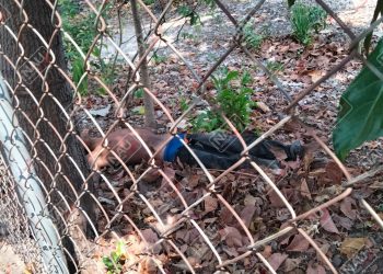 Indigente muere en un predio