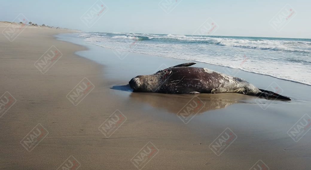 Aparece otro elefante marino en las costas de Chiapas