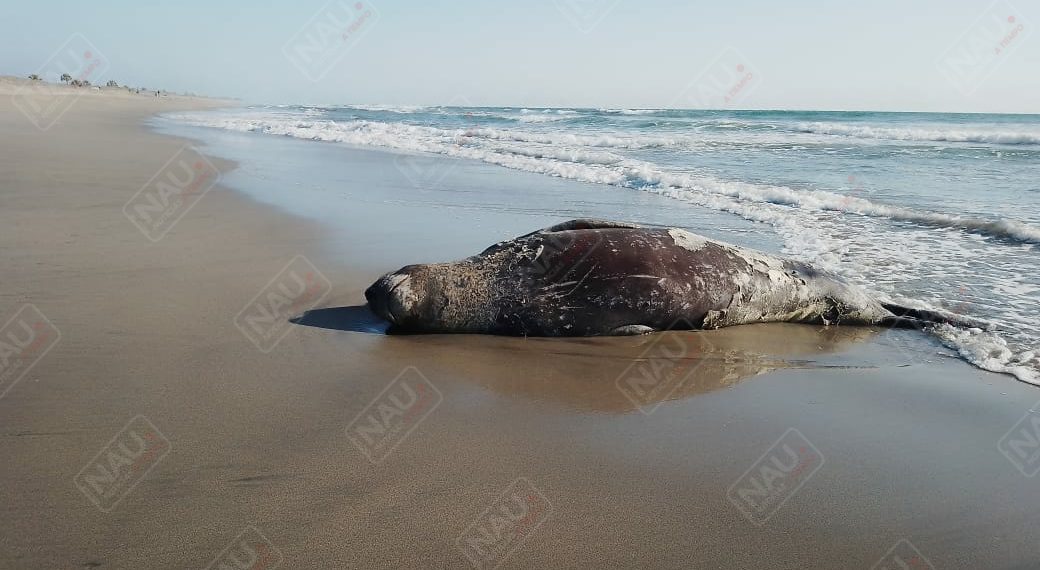 Avistamientos a elefante Marino es poco común en México