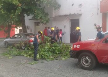 Cae árbol encima de un vehículo