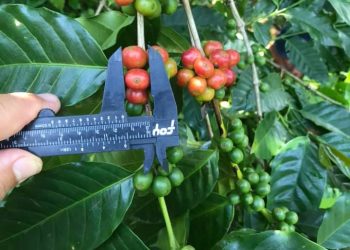 Más Productores De La Región Se Suman Al Modelo De Producción Agroecológico Y Orgánico