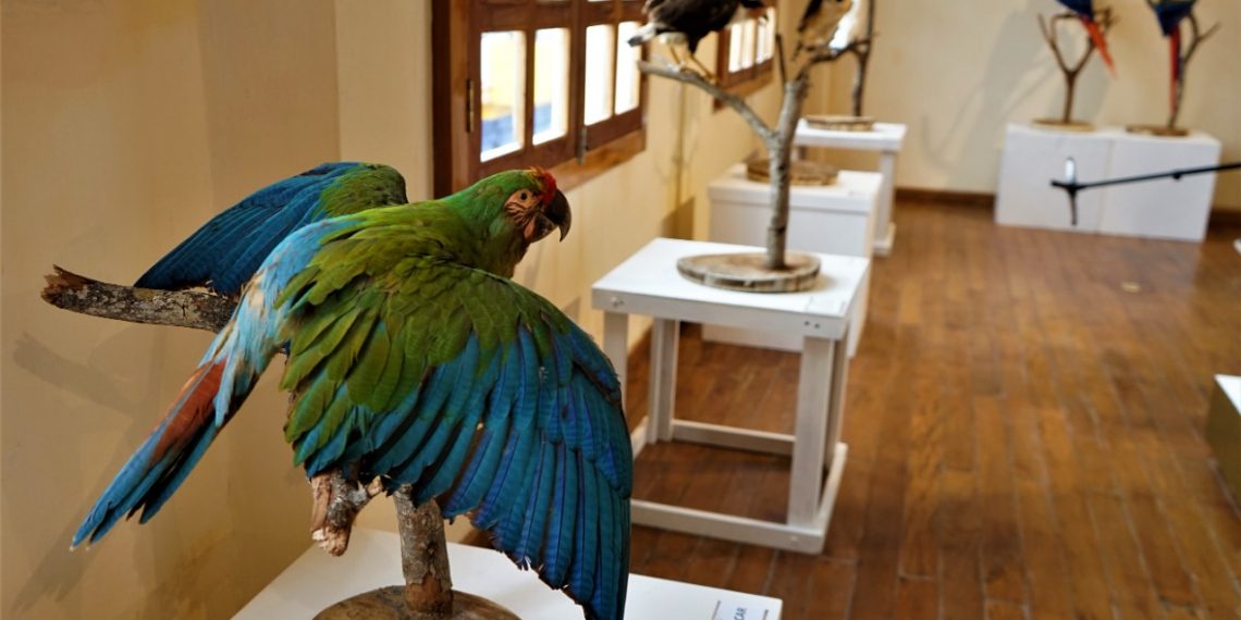 EN INSTALACIONES DEL MUTAP, INAUGURA AYUNTAMIENTO EXPOSICIÓN “EL ORIGEN DE LAS AVES”