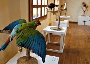 EN INSTALACIONES DEL MUTAP, INAUGURA AYUNTAMIENTO EXPOSICIÓN “EL ORIGEN DE LAS AVES”