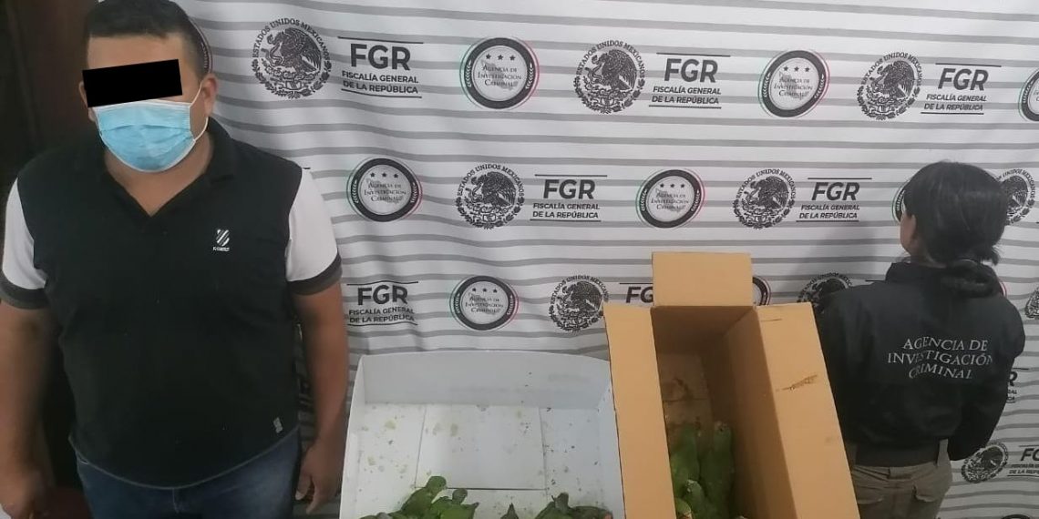 INVESTIGA FGR DELITO CONTRA LA BIODIVERSIDAD POR EL ASEGURAMIENTO DE 40 COTORROS