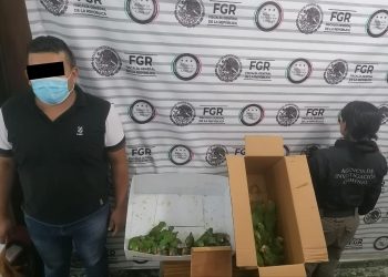 INVESTIGA FGR DELITO CONTRA LA BIODIVERSIDAD POR EL ASEGURAMIENTO DE 40 COTORROS
