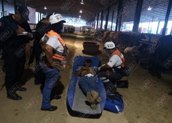 Toro patea a un empleado en el interior de la muestra ganadera
