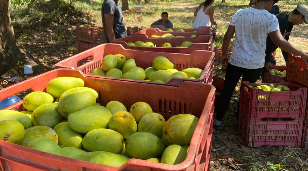 Impulsan Cultivo De Mango Orgánico Ataulfo En El Soconusco