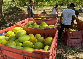 Impulsan Cultivo De Mango Orgánico Ataulfo En El Soconusco