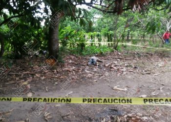 Muere migrante al caer de un árbol de mango en Huehuetán