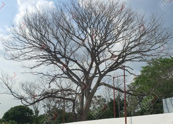 Temen que árbol caiga a oficinas de CEJUM y bodega de evidencias