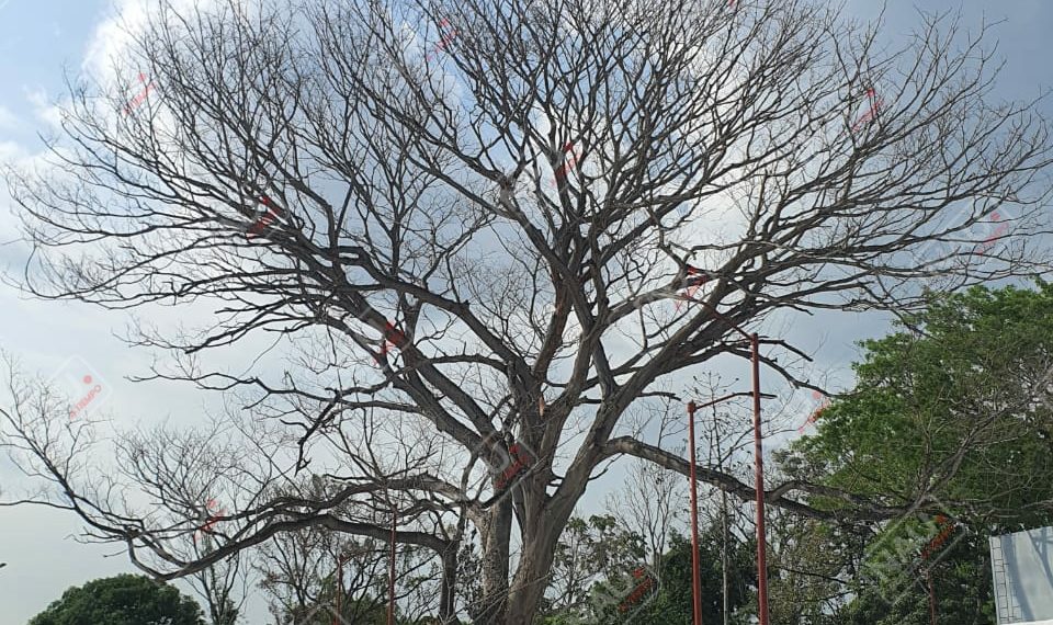 Temen que árbol caiga a oficinas de CEJUM y bodega de evidencias