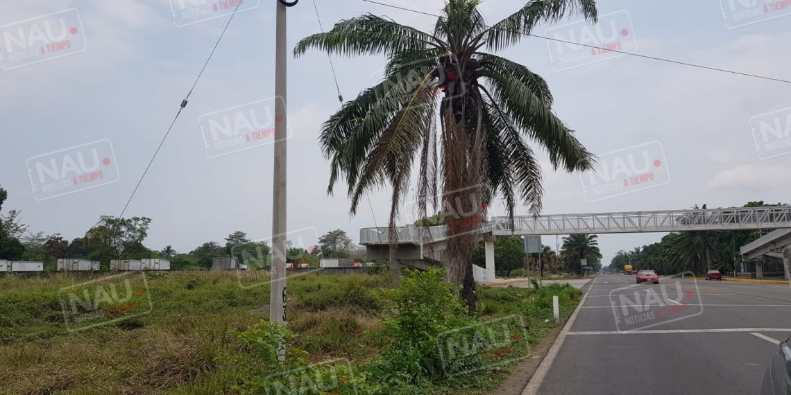 Delincuentes armados con pistola entraron a robar más de 2 toneladas de semilla de la India