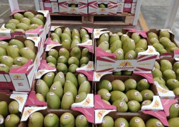 Mercados Internacionales Demandan Mango Ataulfo Orgánico