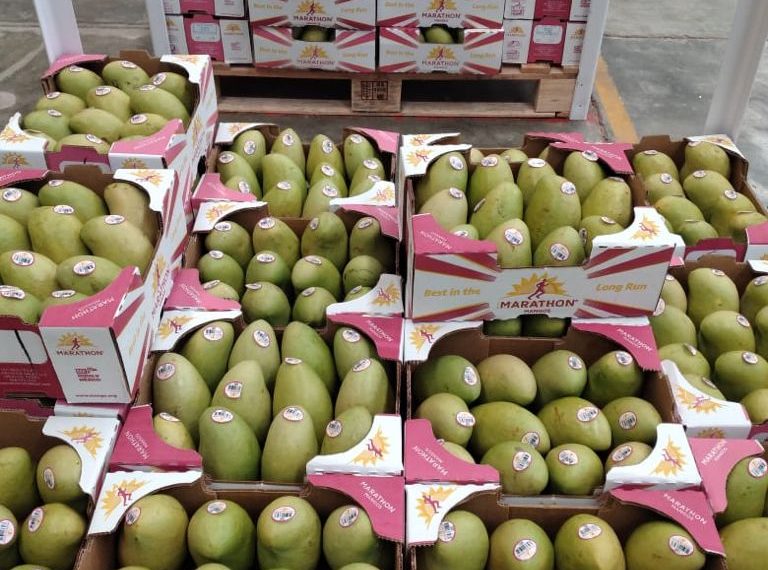 Mercados Internacionales Demandan Mango Ataulfo Orgánico