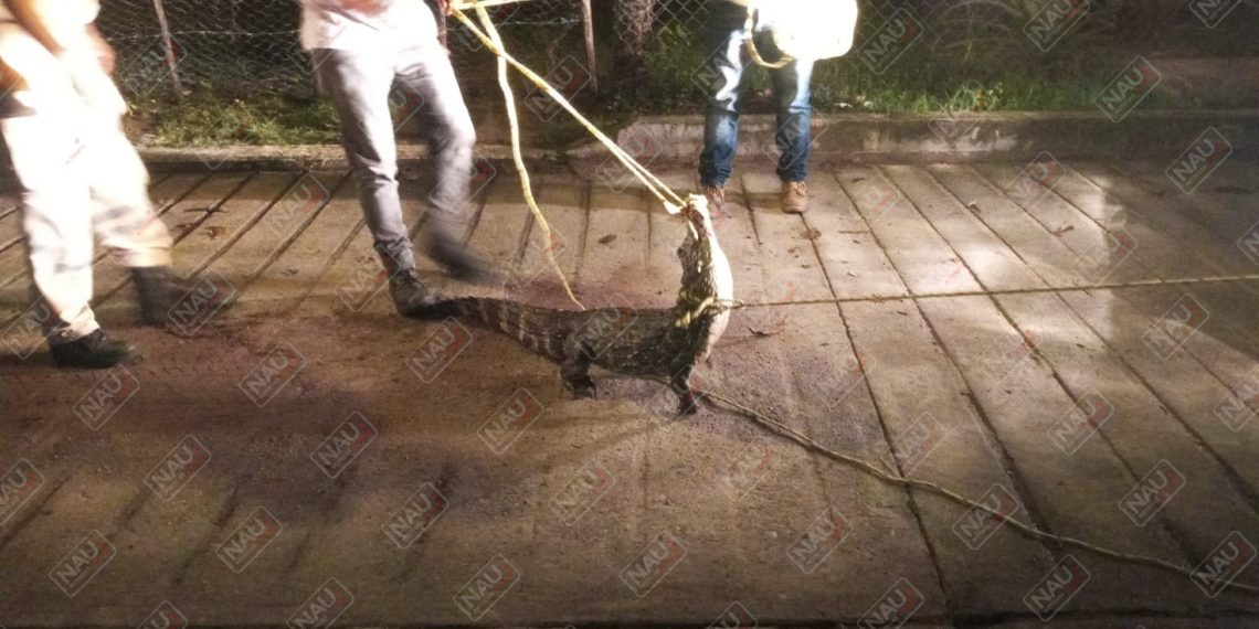 Capturan cocodrilo que acechaba a las personas en el Barrio el Embarcadero de Mapastepec