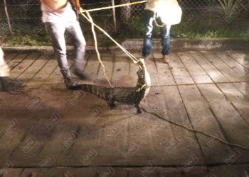 Capturan cocodrilo que acechaba a las personas en el Barrio el Embarcadero de Mapastepec