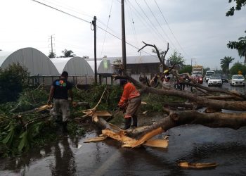 PC ATIENDE EMERGENCIAS POR CAÍDA DE ÁRBOLES Y DESLIZAMIENTOS DE TIERRA EN TAPACHULA