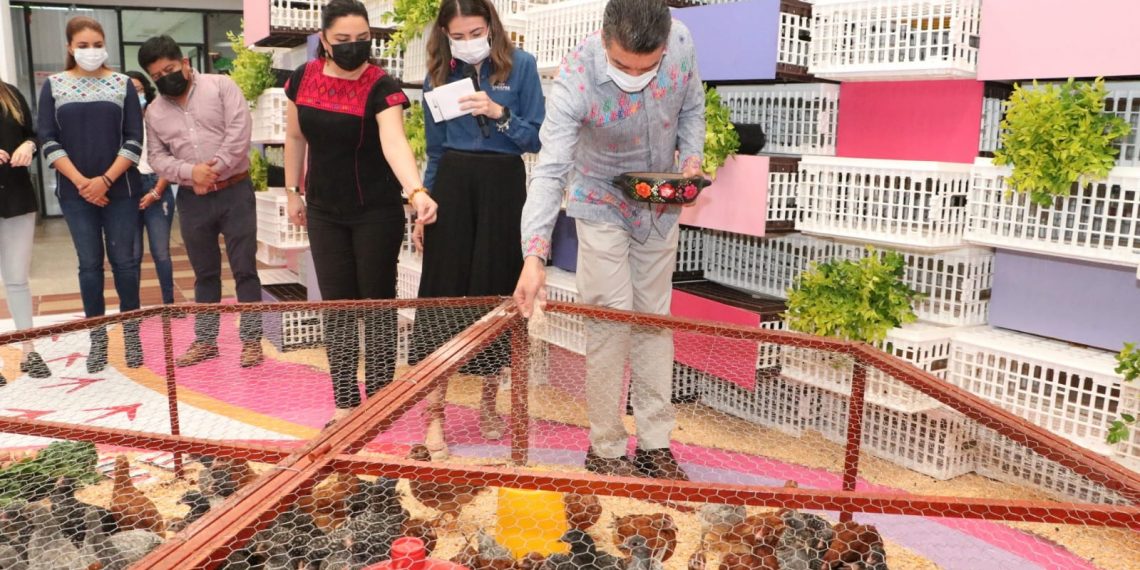 Beneficia Rutilio Escandón a 8 mil 750 mujeres con proyectos de producción de traspatio