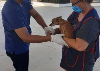 INICIA CAMPAÑA DE VACUNACION ANTIRRÁBICA EN TAPACHULA.