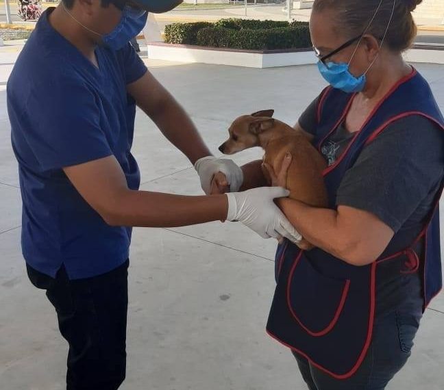 INICIA CAMPAÑA DE VACUNACION ANTIRRÁBICA EN TAPACHULA.