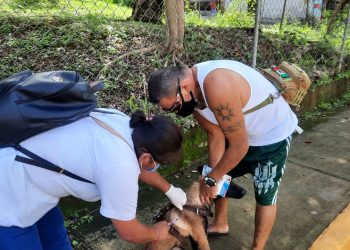 CONTINÚA JORNADA DE VACUNACIÓN ANTIRRÁBICA EN TAPACHULA