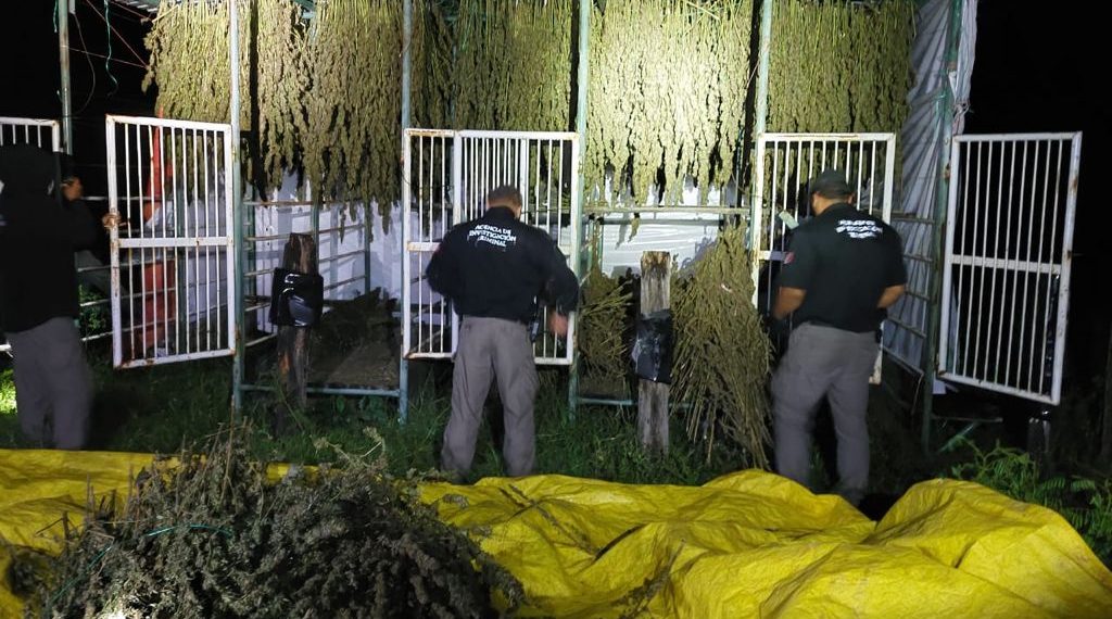 FGR EJECUTA CATEO Y ASEGURA UN PLANTÍO DE MARIHUANA