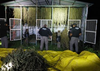 FGR EJECUTA CATEO Y ASEGURA UN PLANTÍO DE MARIHUANA