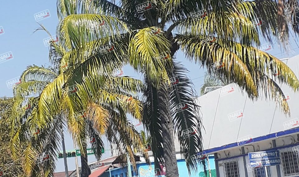 Lámparas de alumbrado público son cubiertas por los arboles en el centro de la ciudad.