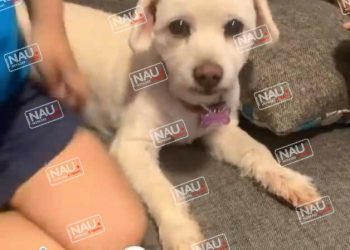 Seis perritos extraviados fueron localizados por sus familias a través de Nau Noticias.