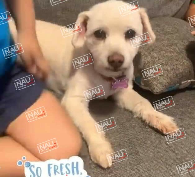 Seis perritos extraviados fueron localizados por sus familias a través de Nau Noticias.