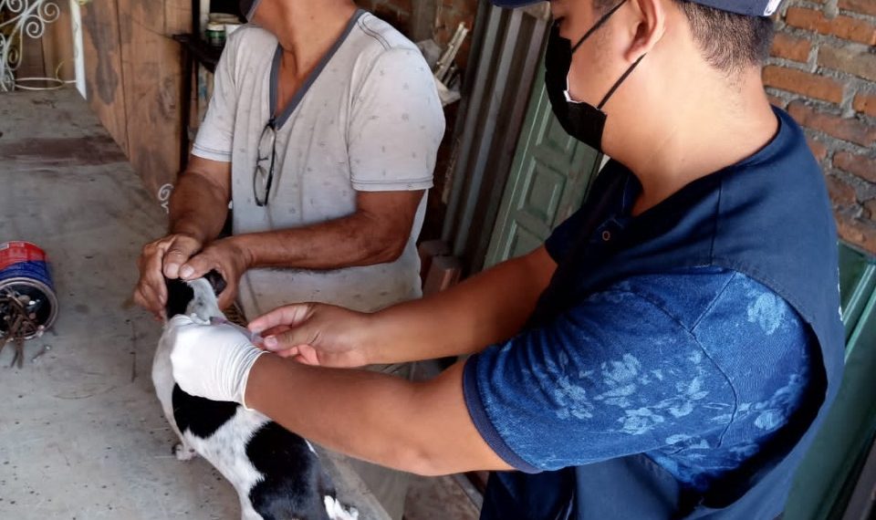 INICIA NUEVA JORNADA DE VACUNACIÓN ANTIRRÁBICA EN TAPACHULA