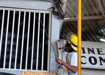 Bomberos captura serpiente mazacuata