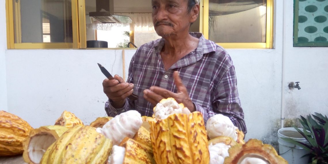 Consumo De Cacao En México Y El Mundo Está Degradado